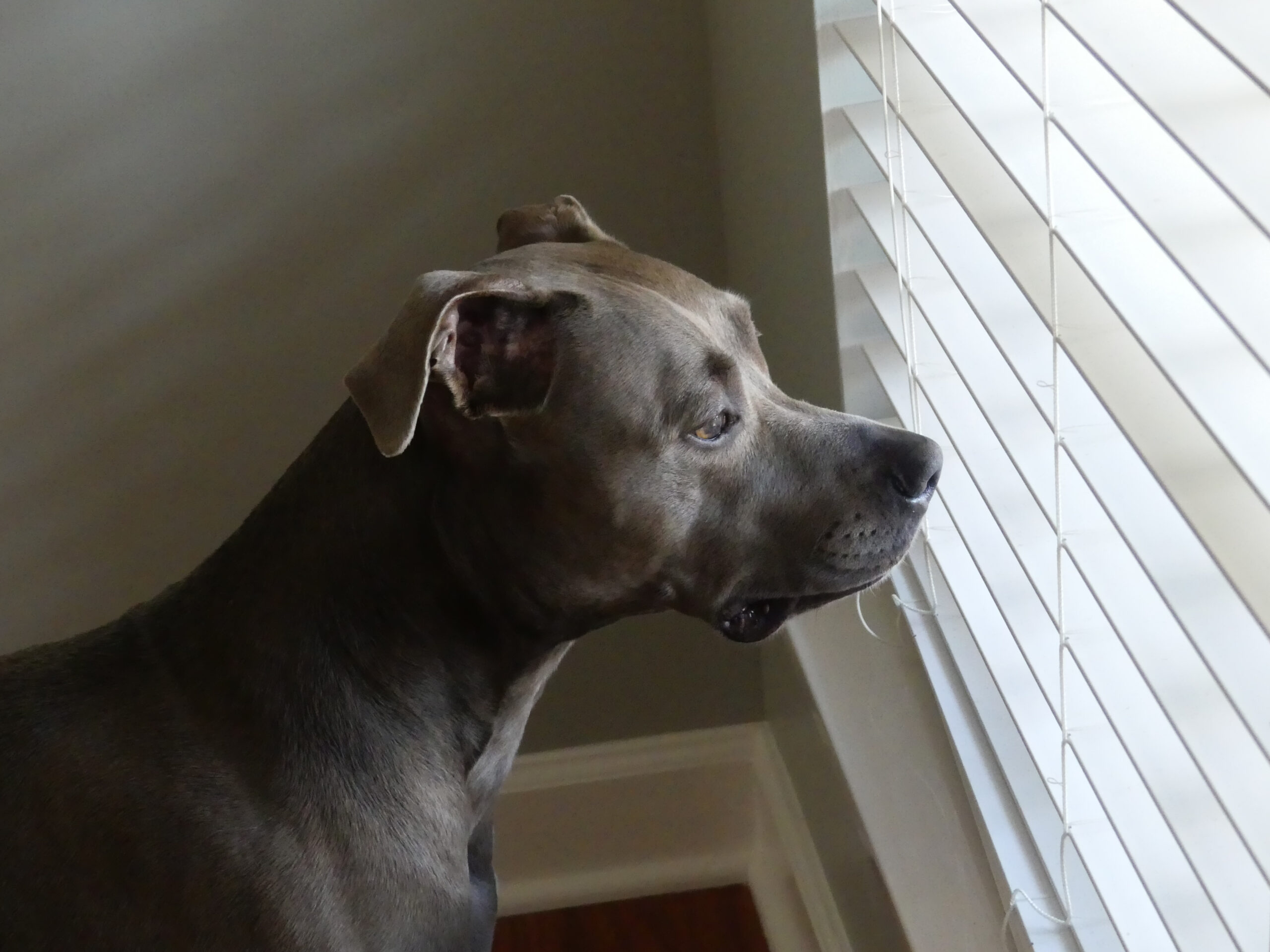 pet friendly blinds shown as grey dog looks out window through venetian blinds