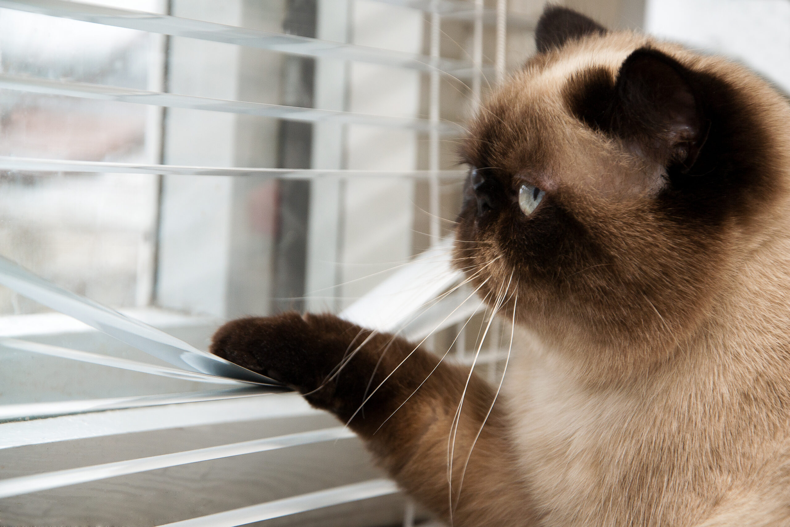 cat puts paw on pet friendly venetian blinds